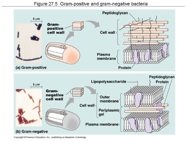 Figure 27.5  Gram-positive and gram-negative bacteria